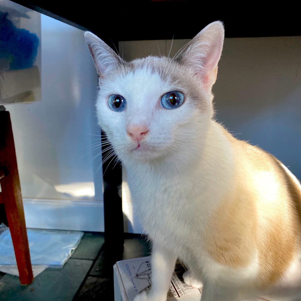 Meet your Posher, Suzette